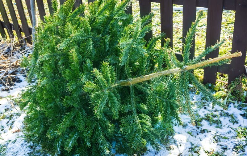 julgran