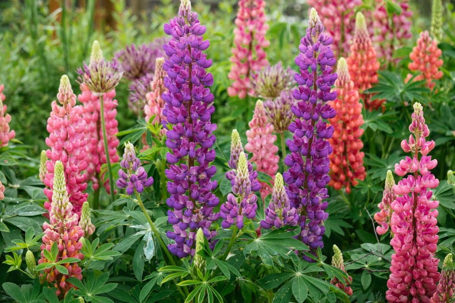 blomsterlupin